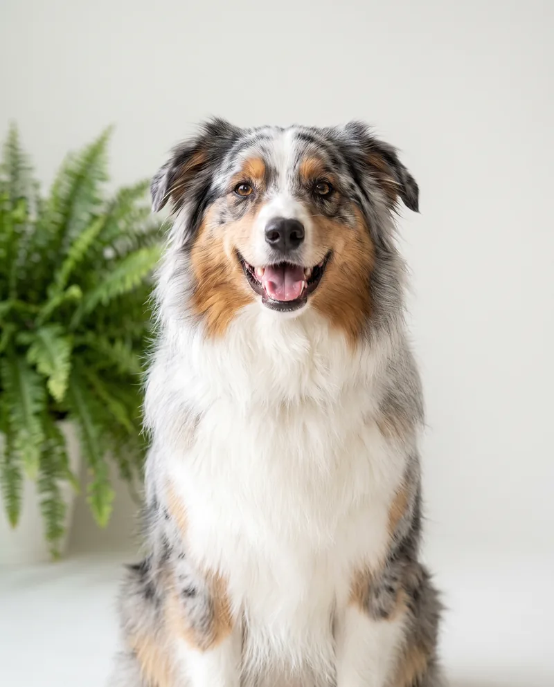 Freshly groomed Australian Shepherd portrait