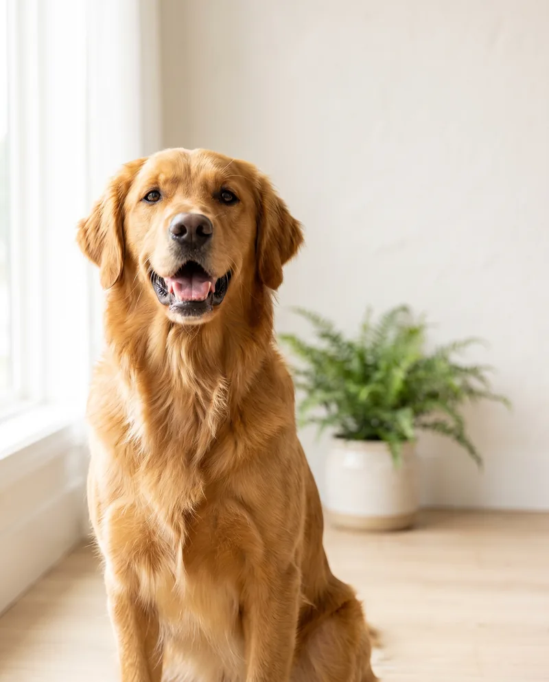 Freshly groomed Golden Retriever portrait